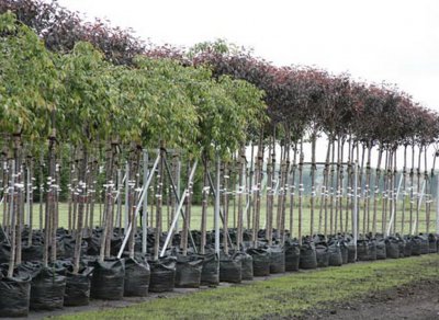 Что надо знать при открытии бизнеса по выращиванию плодовых деревьев